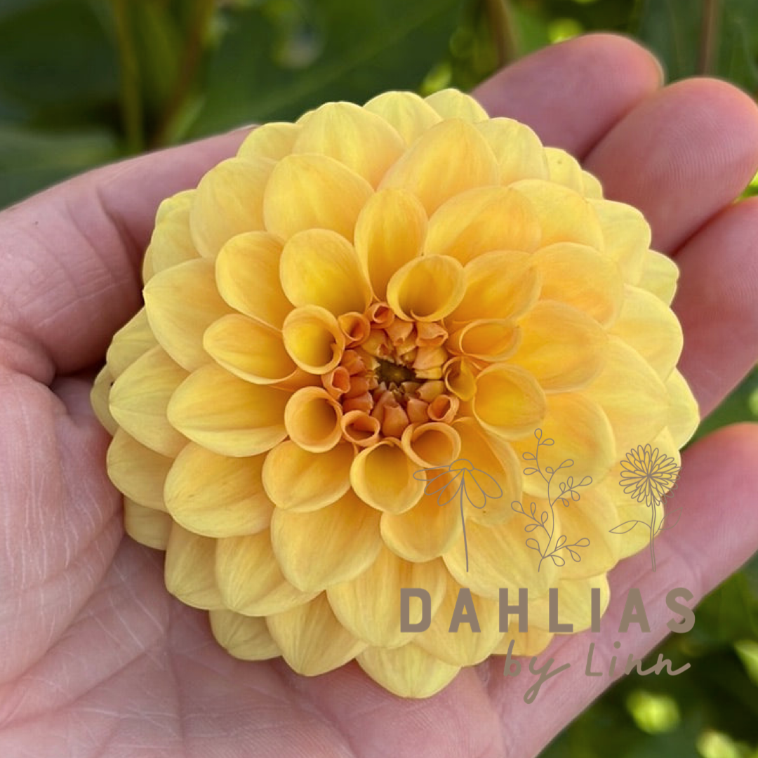 Dahlia Golden Scepter UTGÅR!