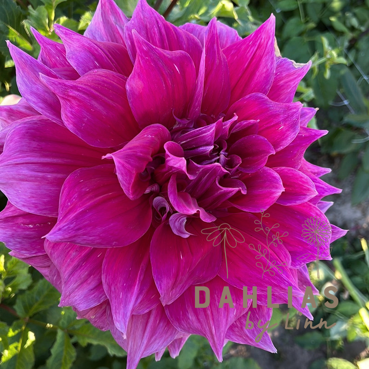 Dahlia Emory Paul