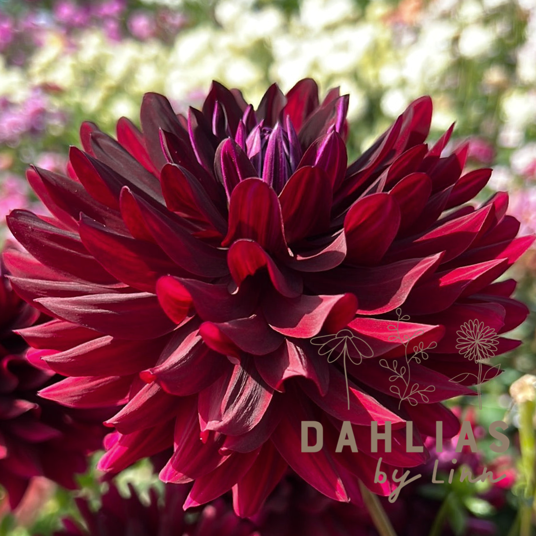 Dahlia Hollyhill Black Beauty
