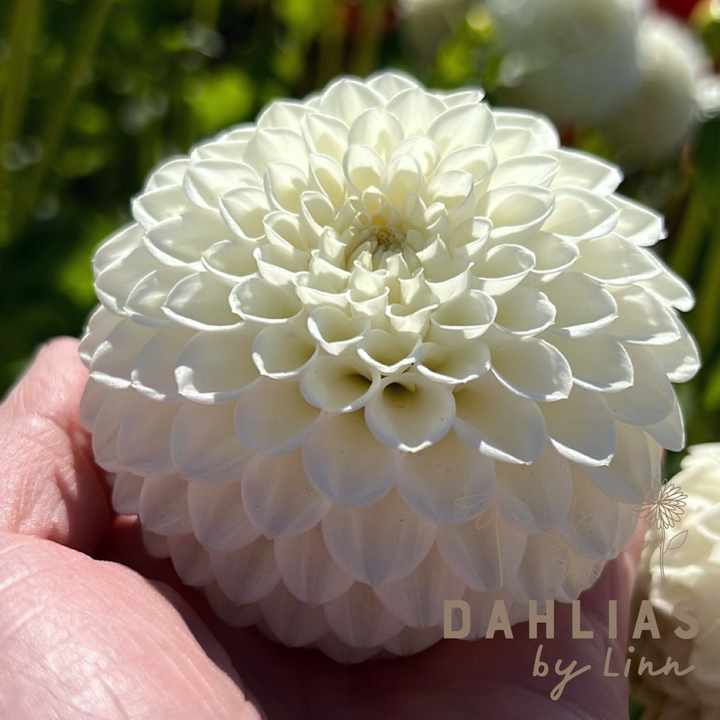 Dahlia Ryecroft Jan