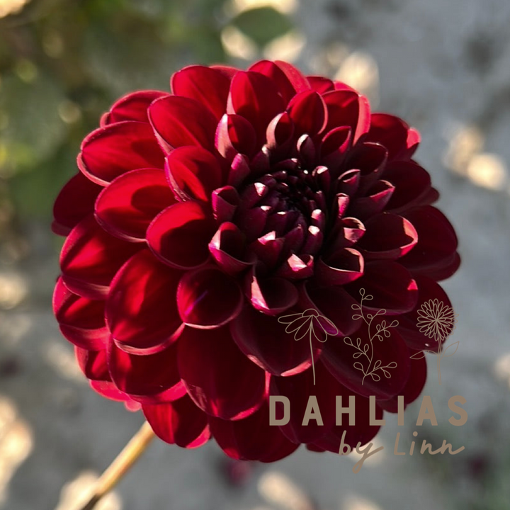Dahlia Gipsy Night