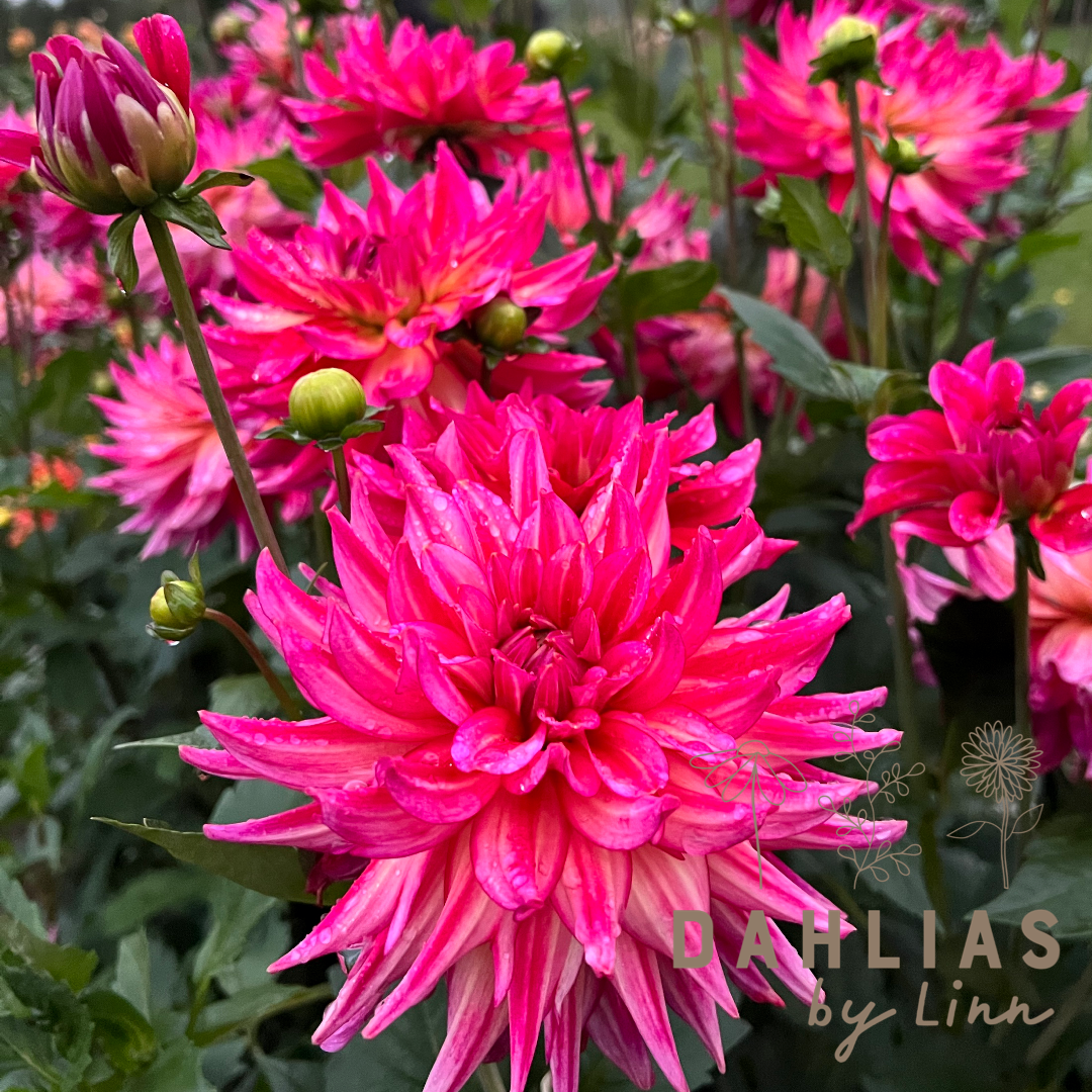 Dahlia Pinkie Swear Utgår!