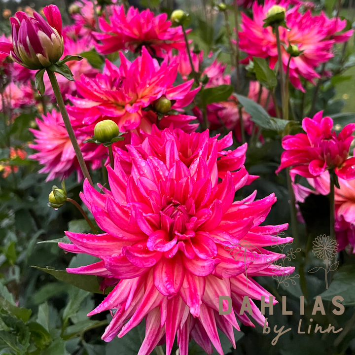 Dahlia Pinkie Swear Utgår!