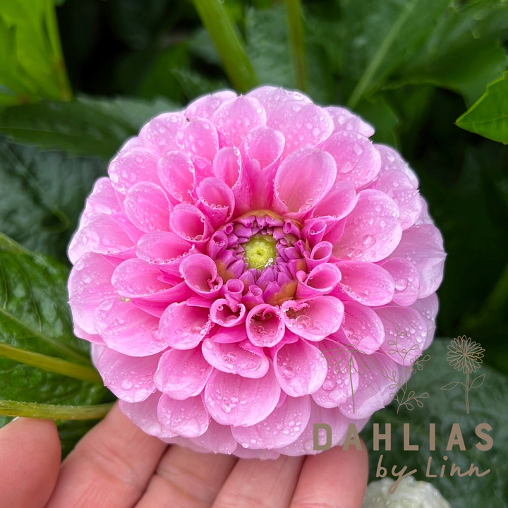 Dahlia Stolze von Berlin