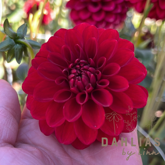 Dahlia Maroon Fox