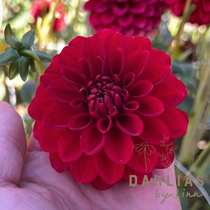 Dahlia Maroon Fox®