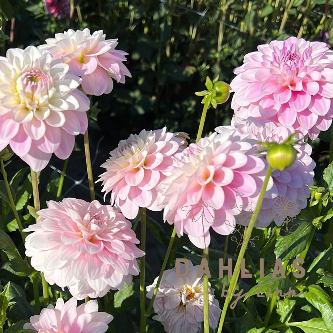Dahlia Janick&