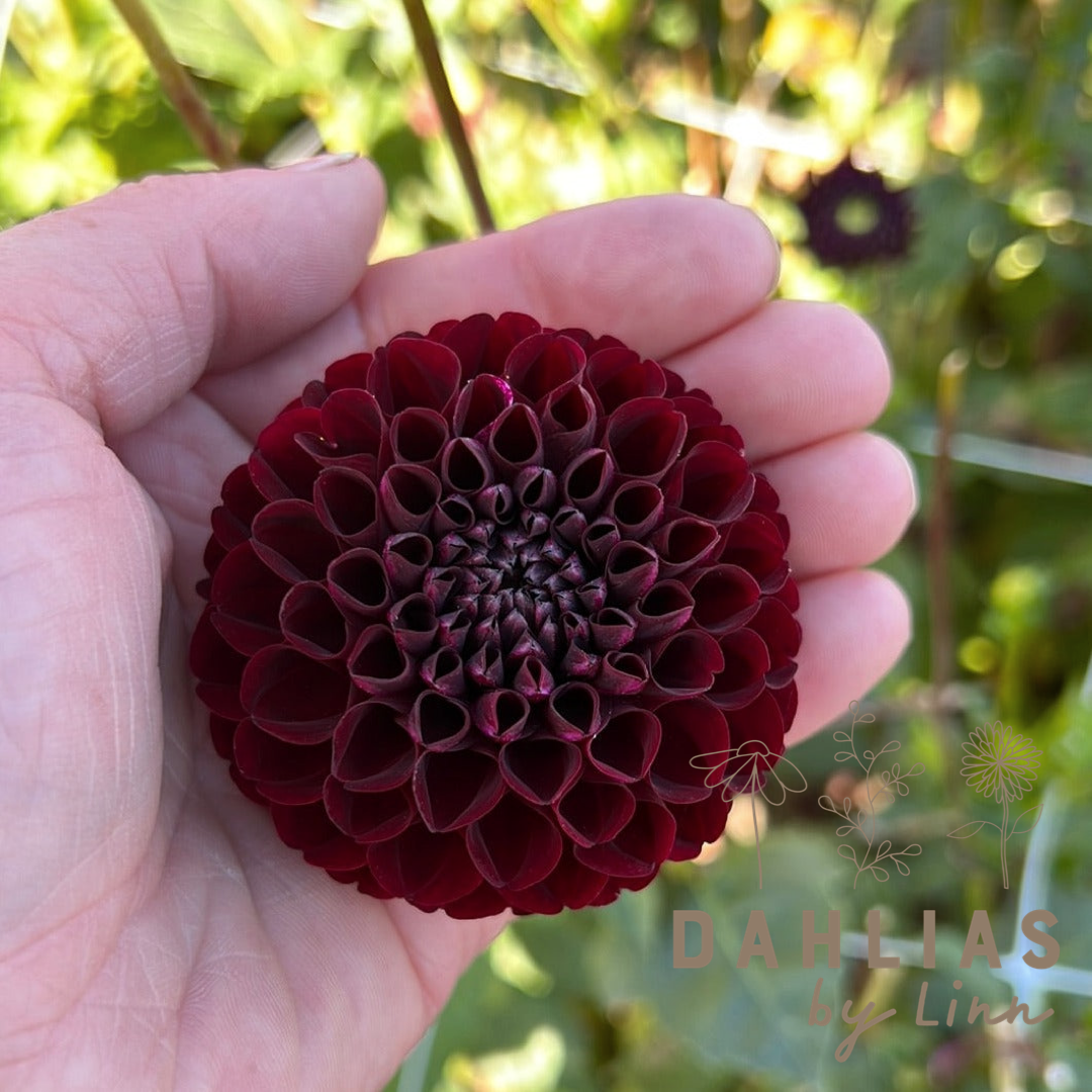 Dahlia Natal