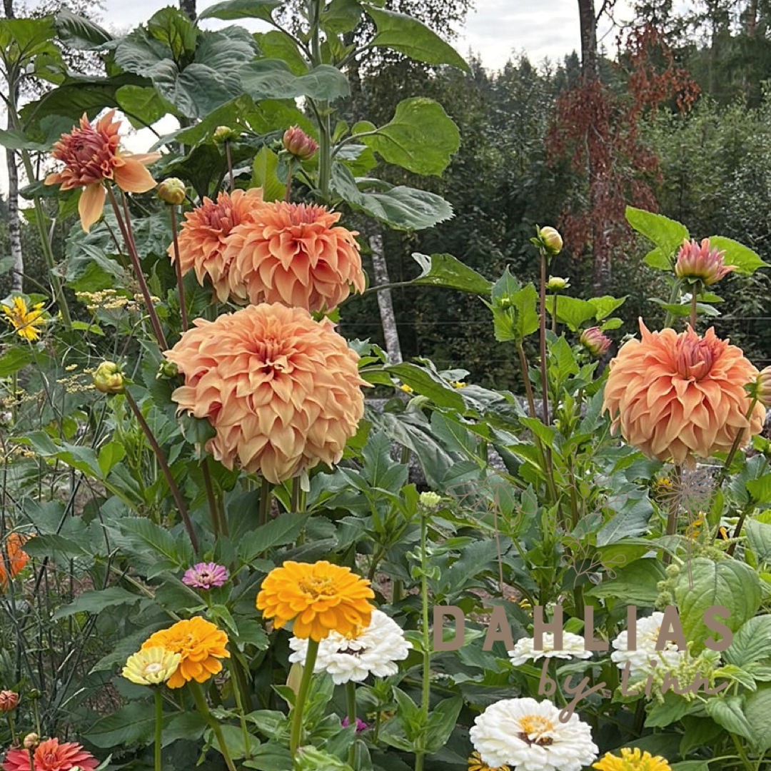 Dahlia Hercules