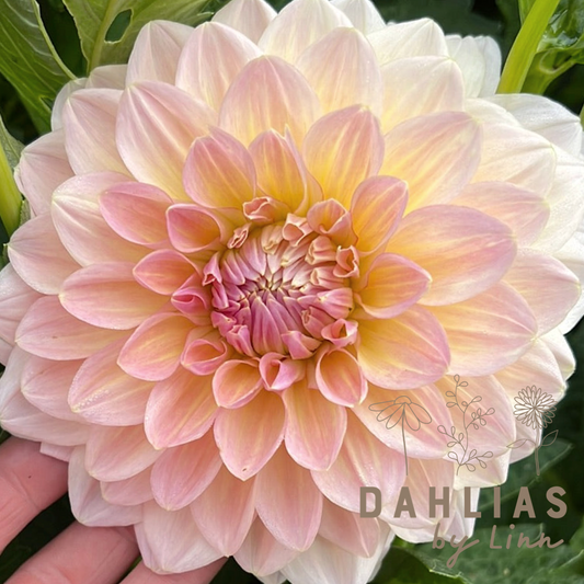 Dahlia Maya UTGÅR!