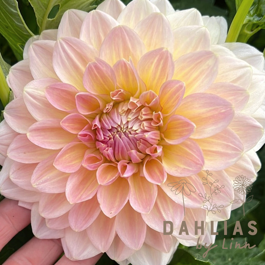 Dahlia Maya