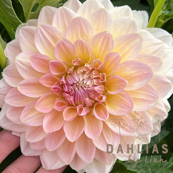 Dahlia Maya UTGÅR!