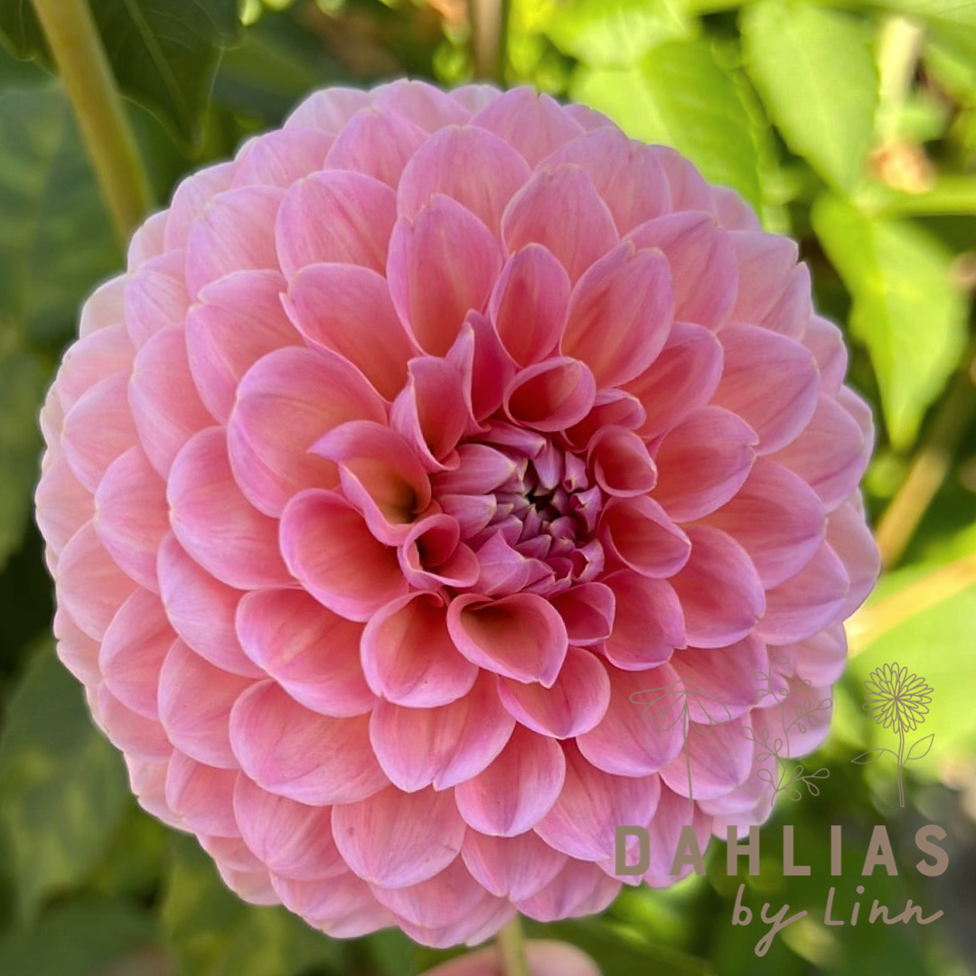 Dahlia Linda´s Baby Utgår!