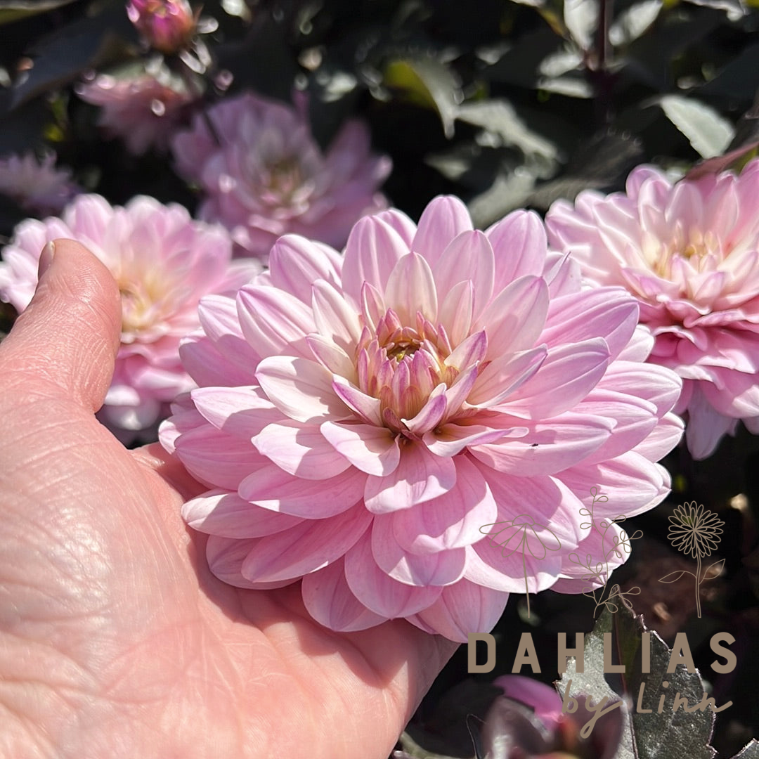 Dahlia Melody Harmony