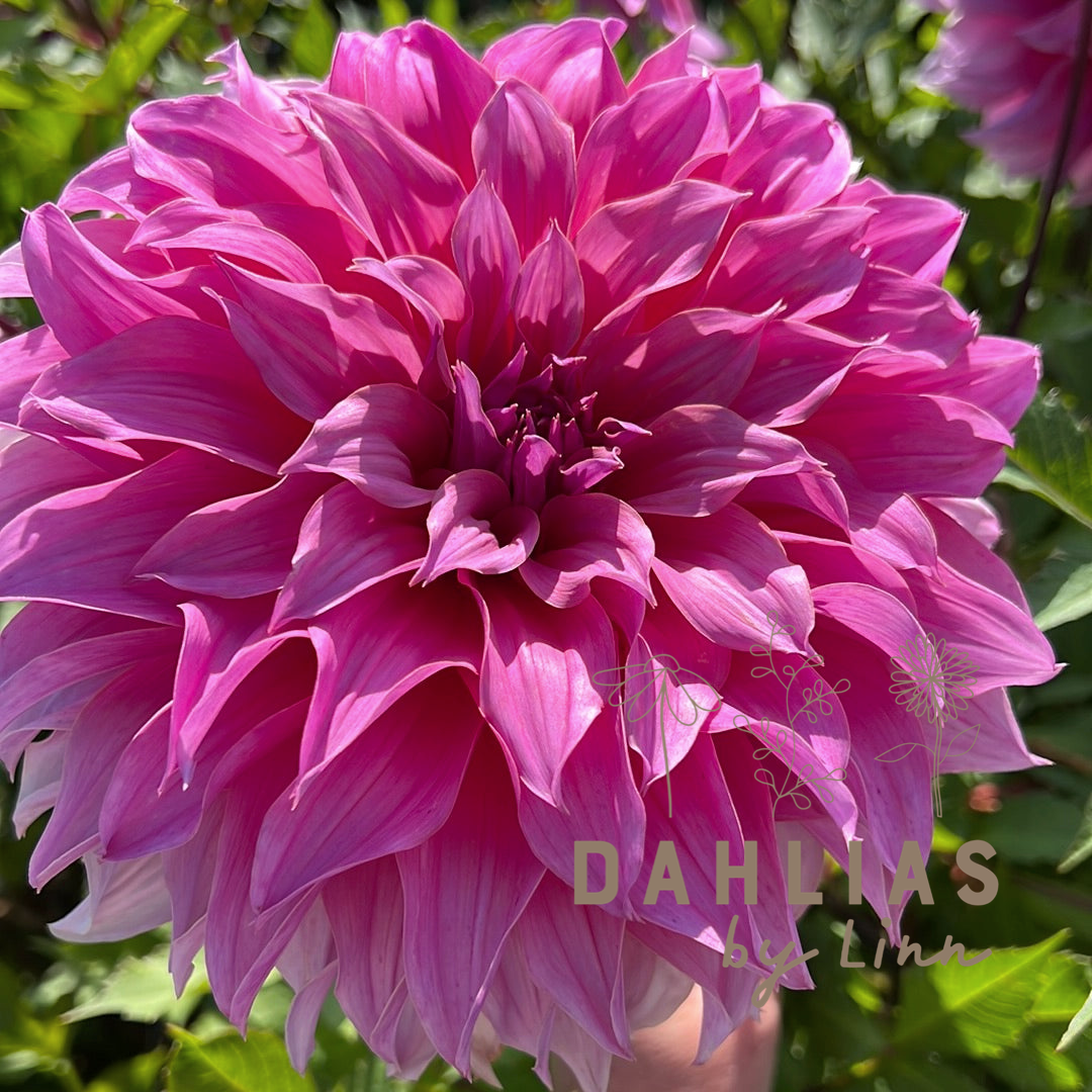 Dahlia Arthur Hambley