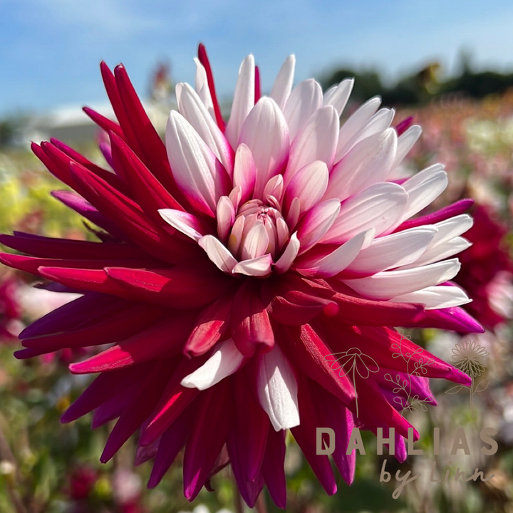 Dahlia Rebecca&