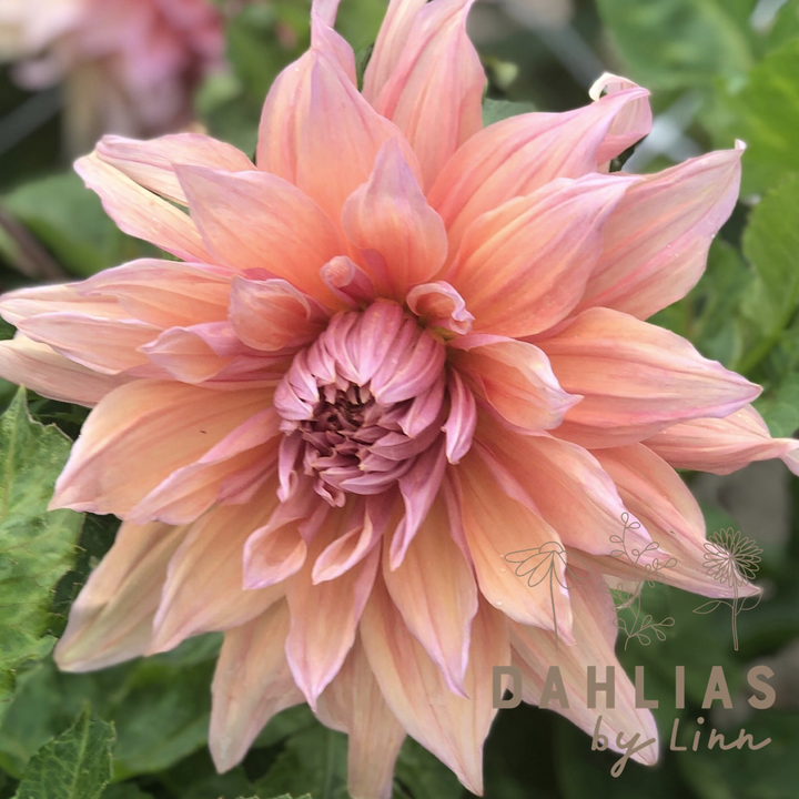 Dahlia Mango madness UTGÅR!