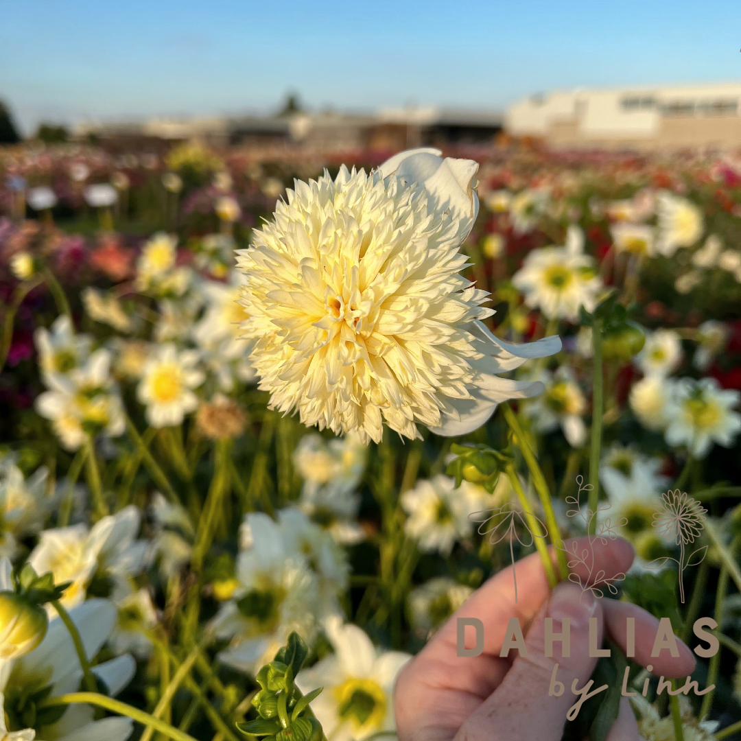 Dahlia Platinum Blondie