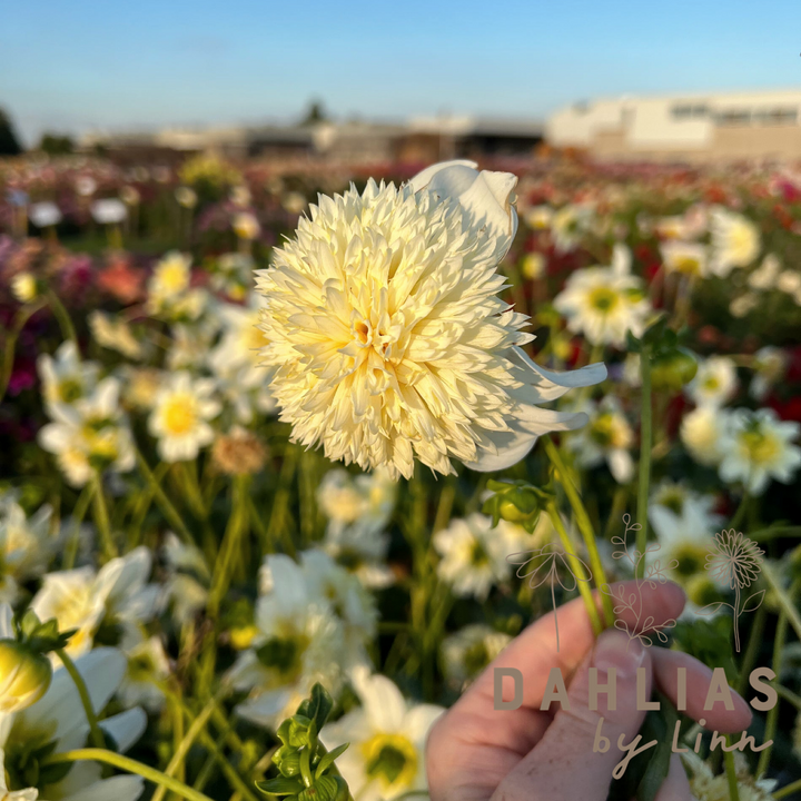Dahlia Platinum Blondie