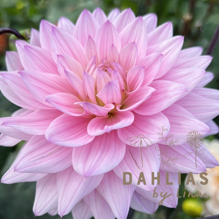 Dahlia Karma Prospero