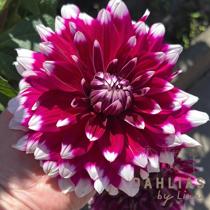 Dahlia Louis Walcher