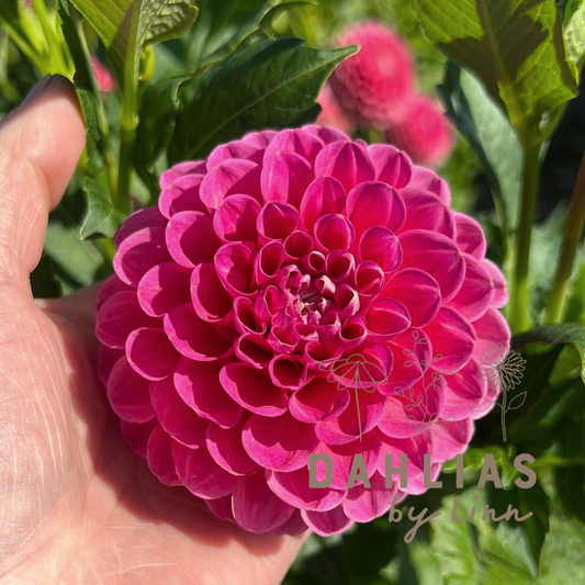 Dahlia Jowey Frambo UTGÅR!
