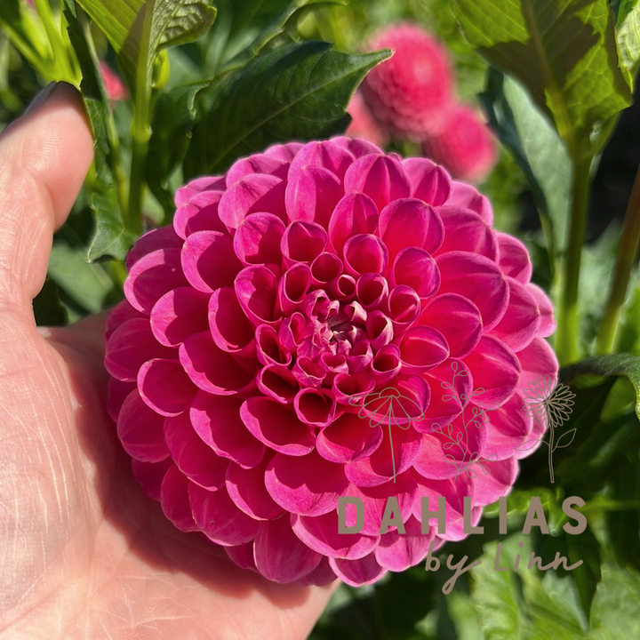 Dahlia Jowey Frambo UTGÅR!