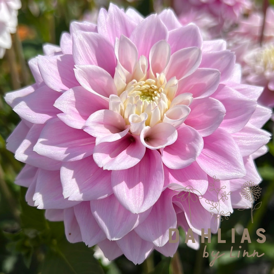 Dahlia Sweet Love