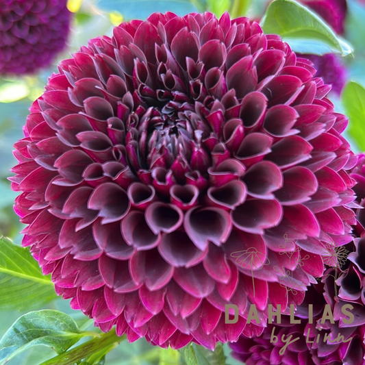 Dahlia Jowey Mirella UTGÅR!
