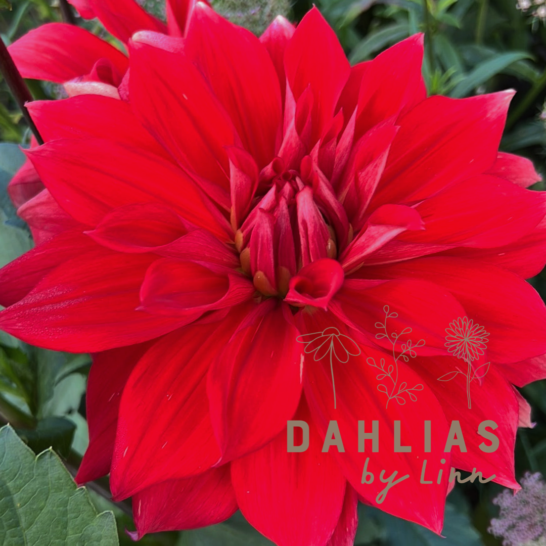 Dahlia Babylon Red