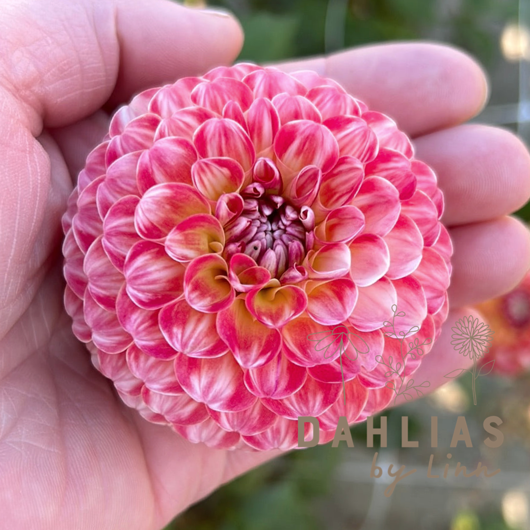 Dahlia Hollyhill Calico