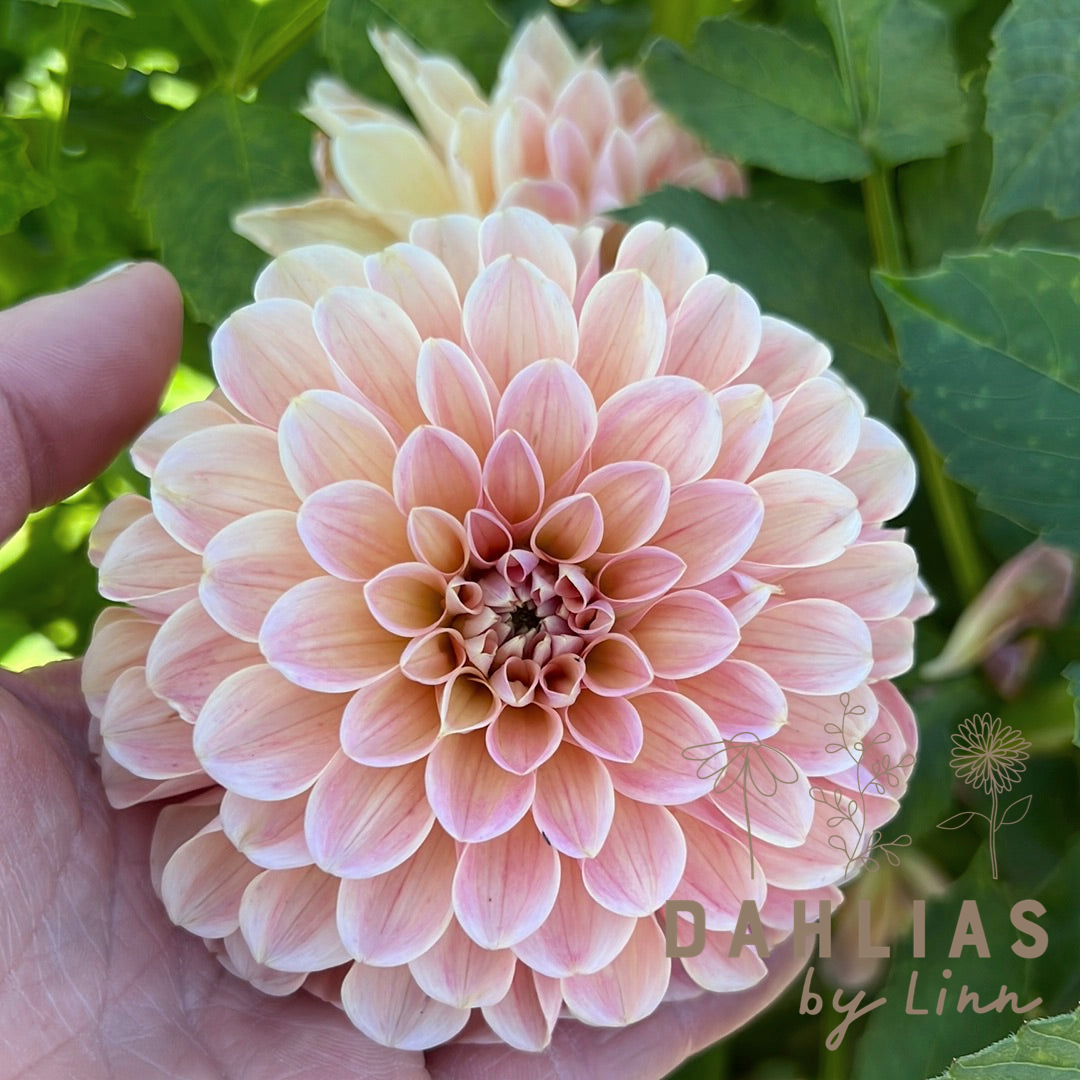 Dahlia Nathalie G Utgår!