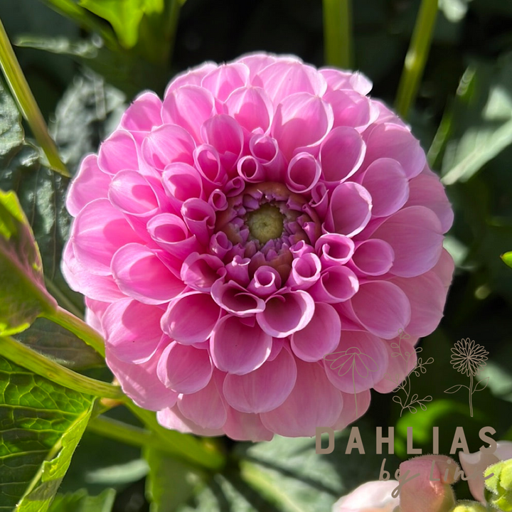 Dahlia Stolze von Berlin