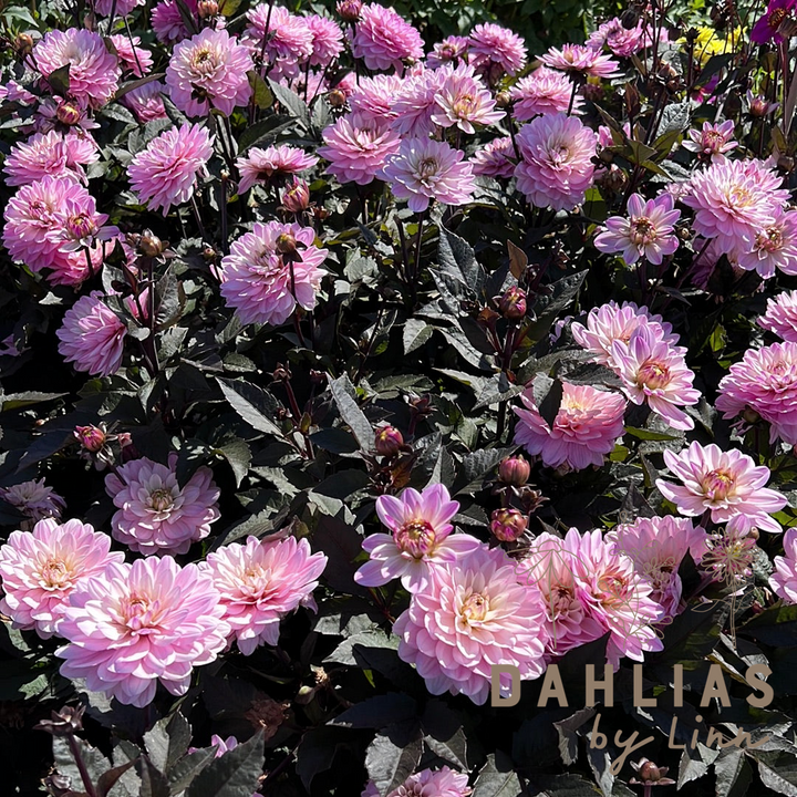 Dahlia Melody Harmony