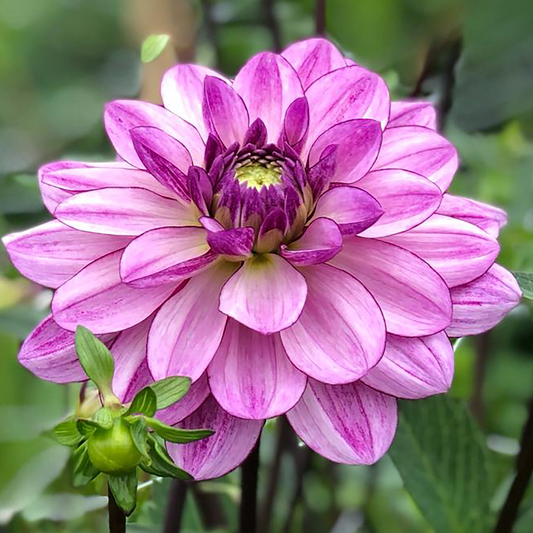 Dahlia Seduction