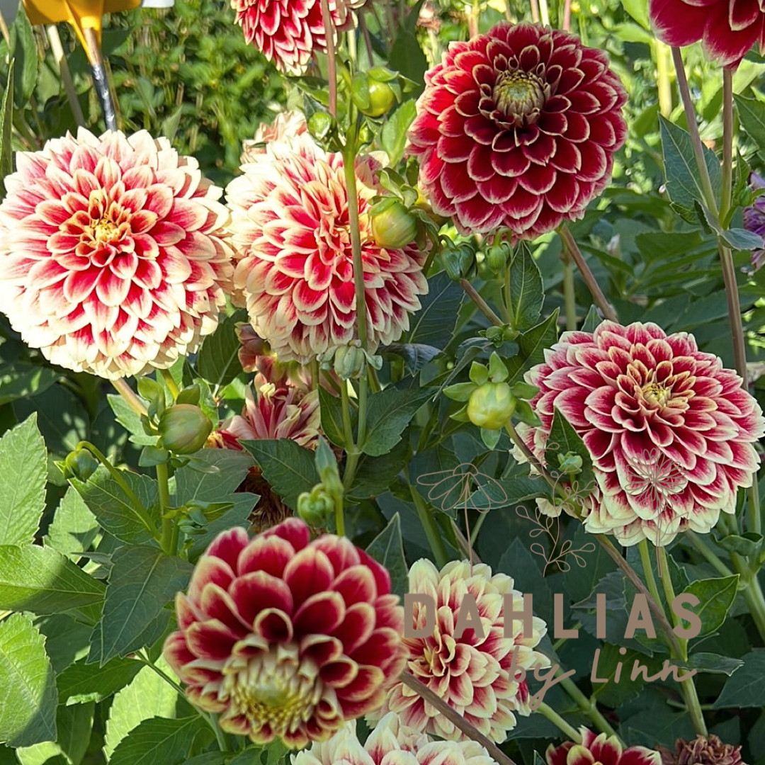 Dahlia Jowey Hubert UTGÅR!