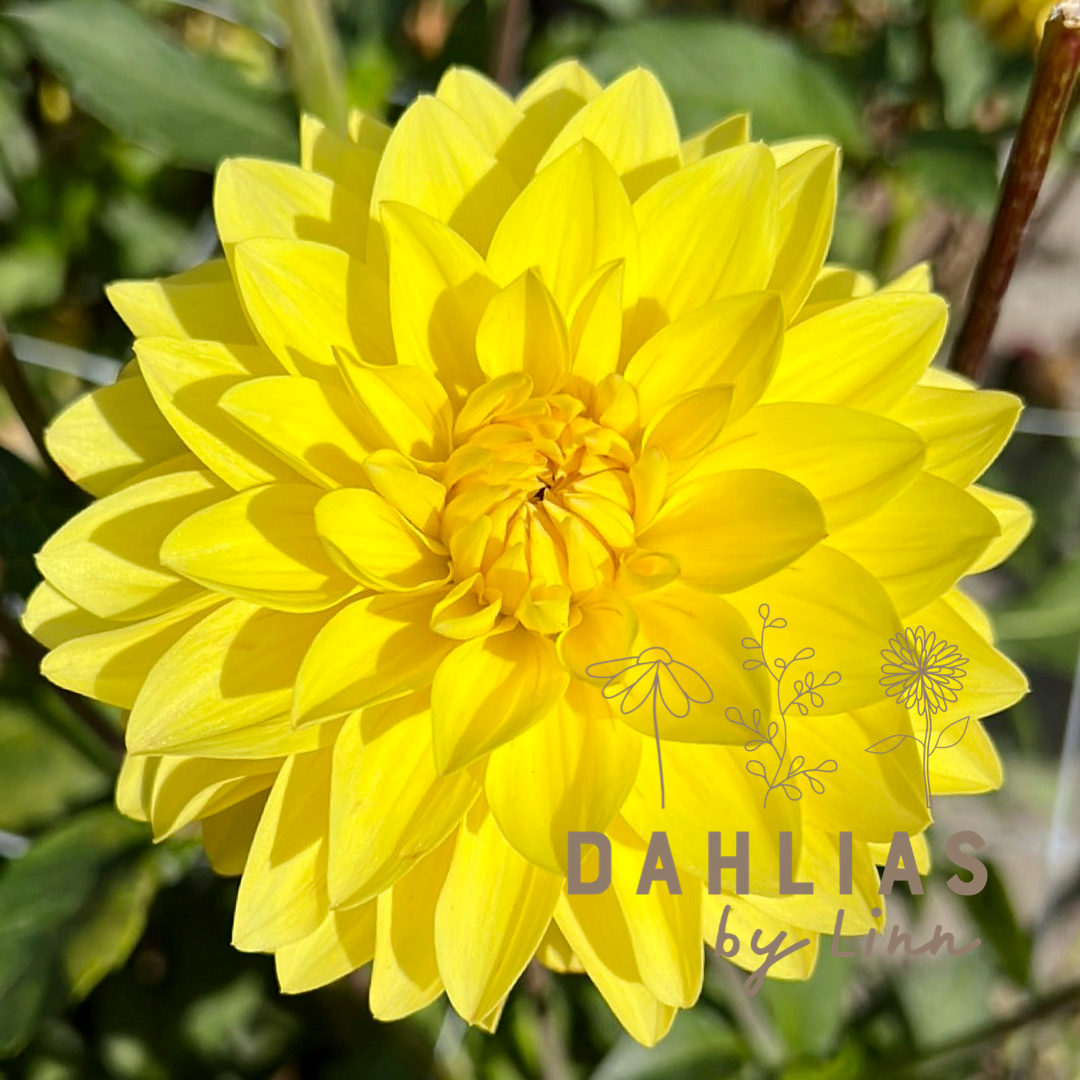 Dahlia American Sun