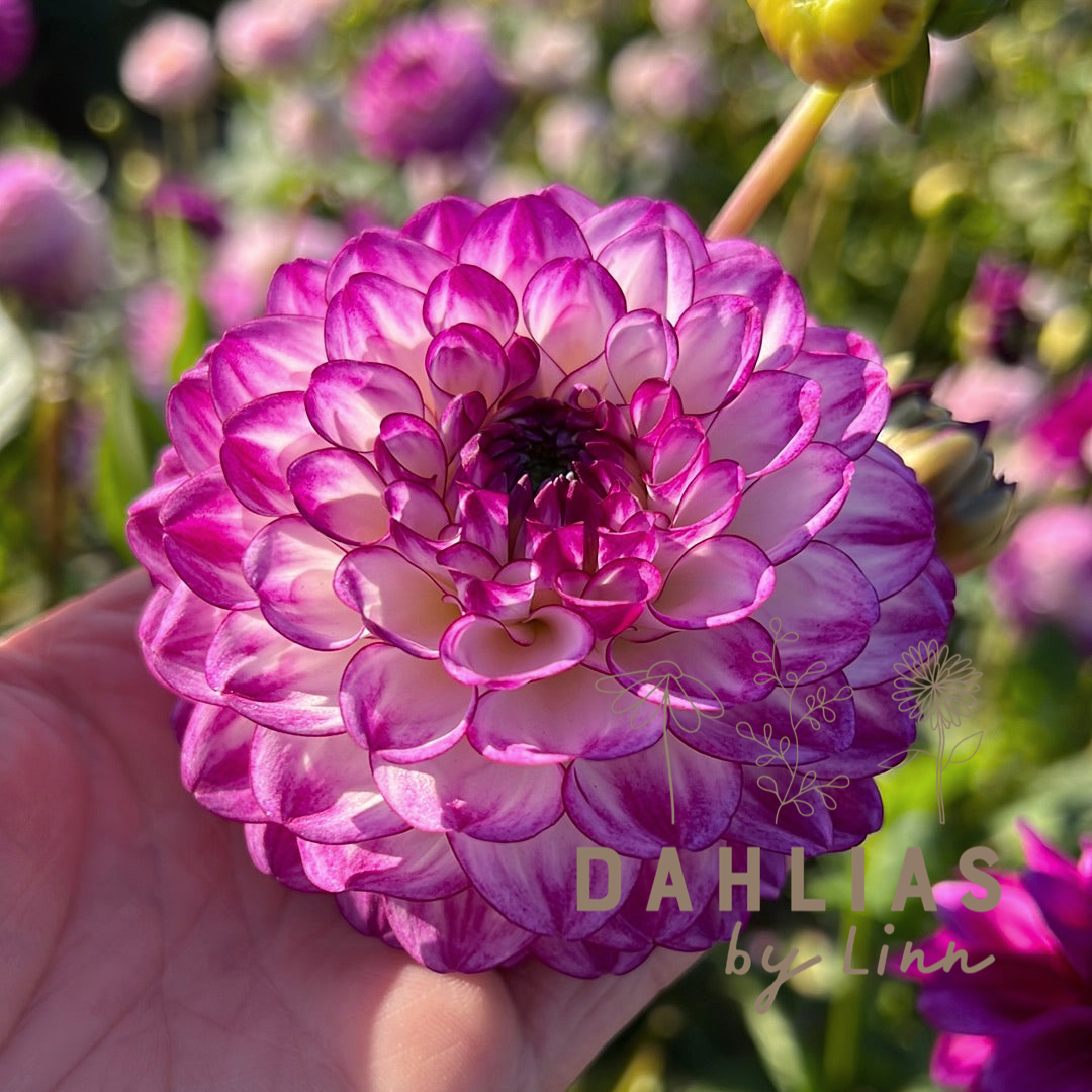 Dahlia Dreaming Maid