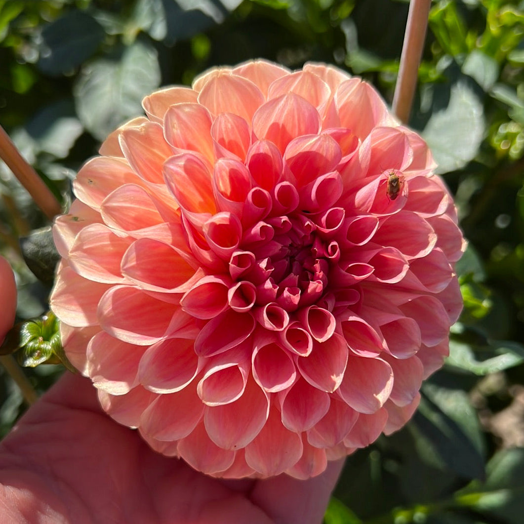 Dahlia Sebastiaan