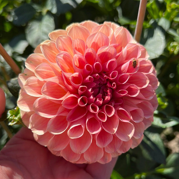 Dahlia Sebastiaan