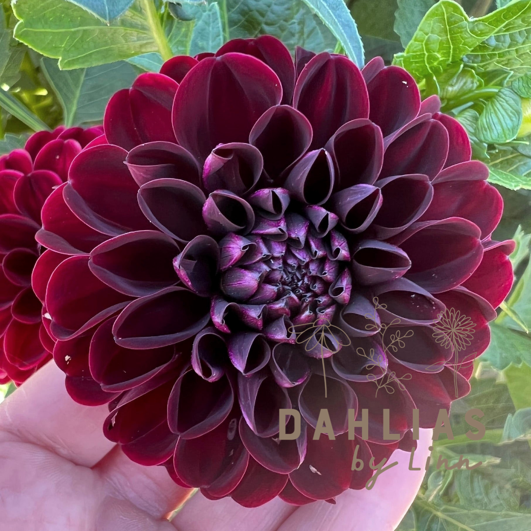 Dahlia Dark Spirit