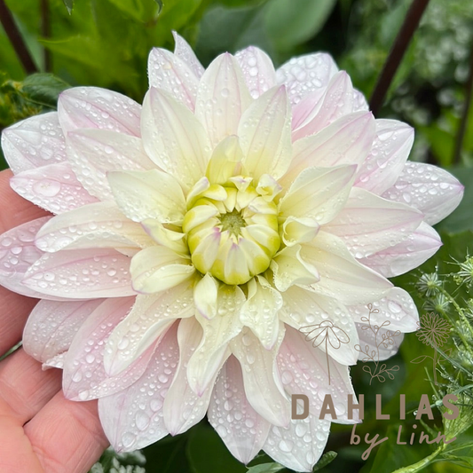 Dahlia Silver years