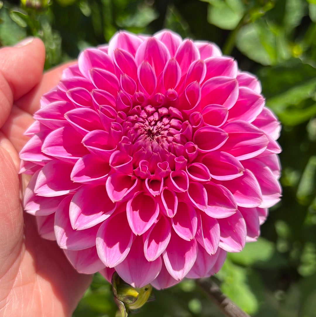 Dahlia Pink Sylvia