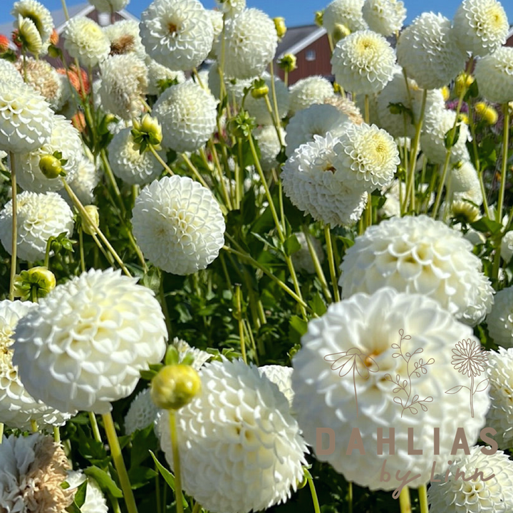 Dahlia Ryecroft Jan