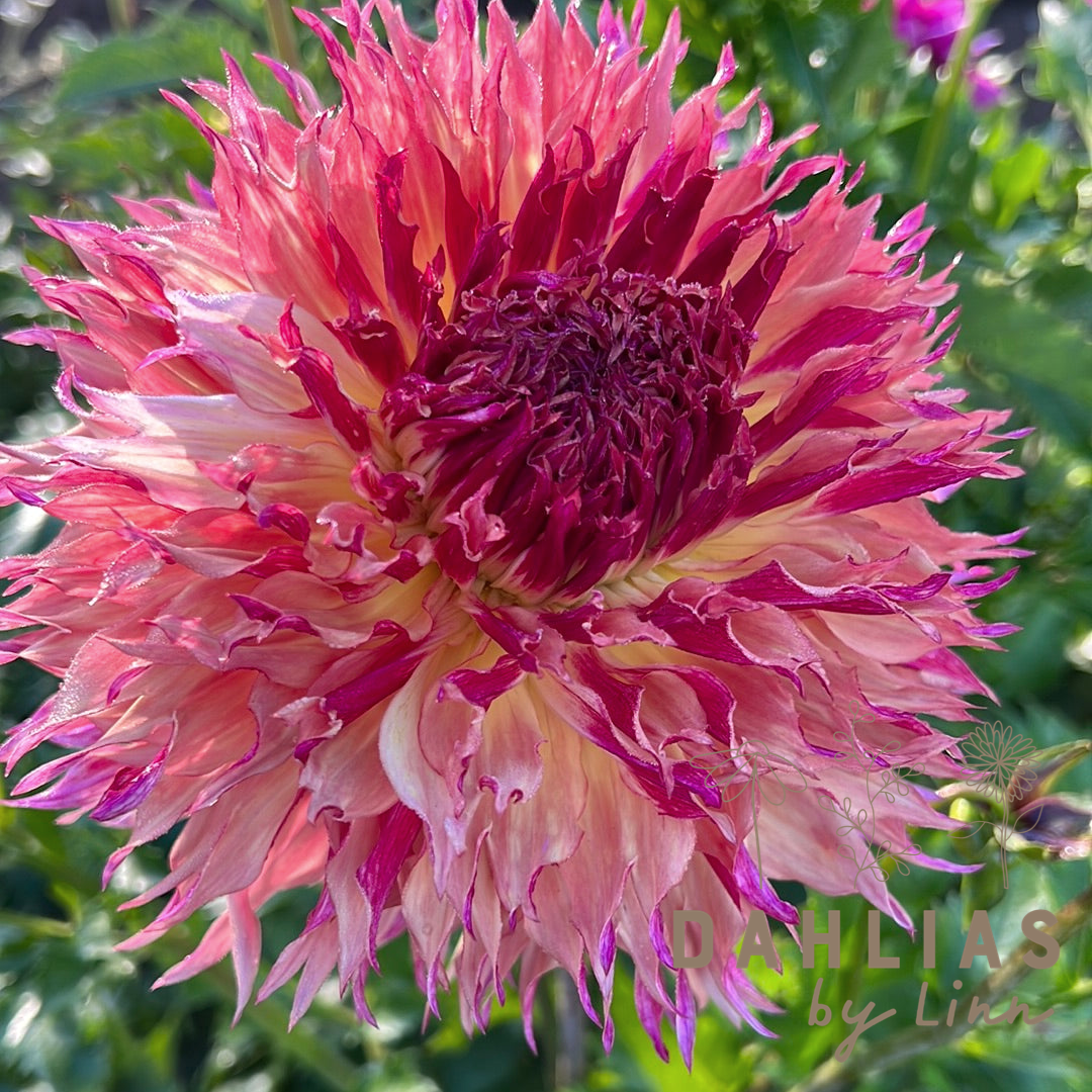 Dahlia Myrtle´s Folly