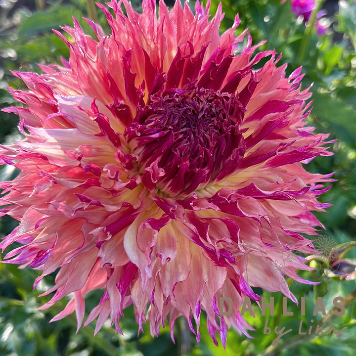 Dahlia Myrtle´s Folly