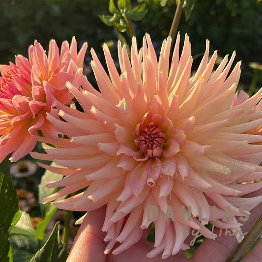 Dahlia Henriette
