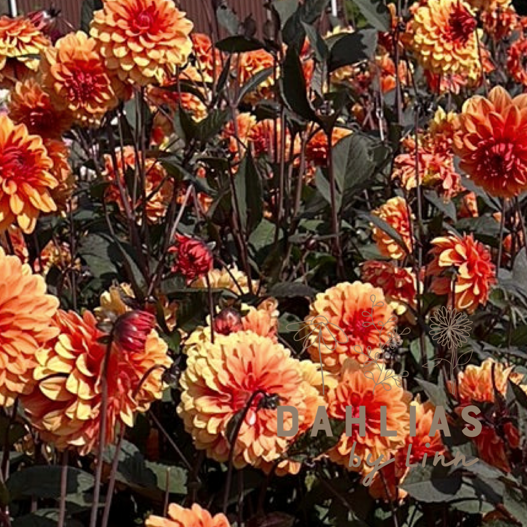 Dahlia David Howard Utgår!