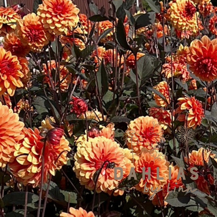 Dahlia David Howard Utgår!
