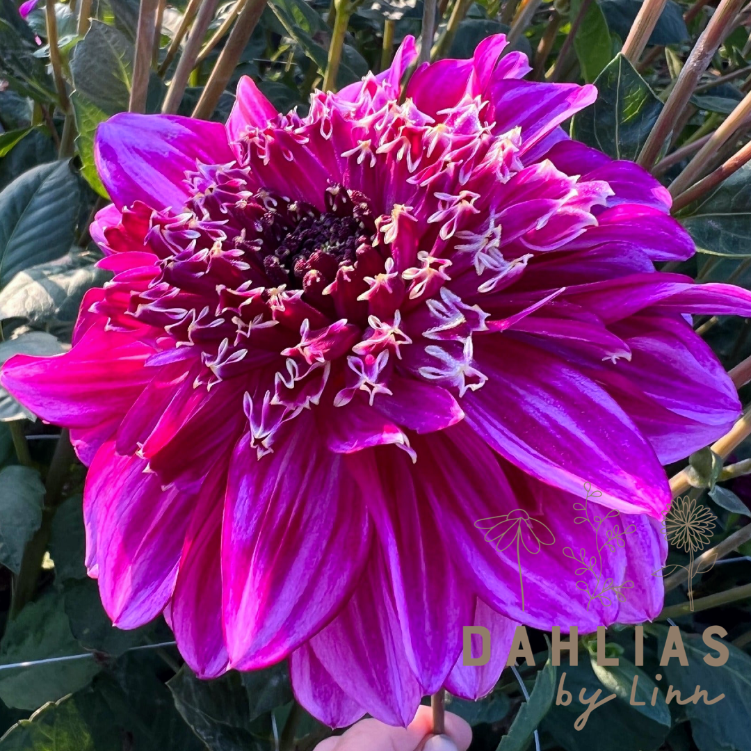 Dahlia Richard&